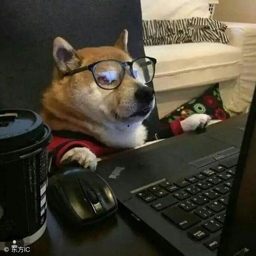 单身狗网友爆料绿豆视频,绿豆视频背后的秘密 第3张 单身狗网友爆料绿豆视频,绿豆视频背后的秘密 第3张